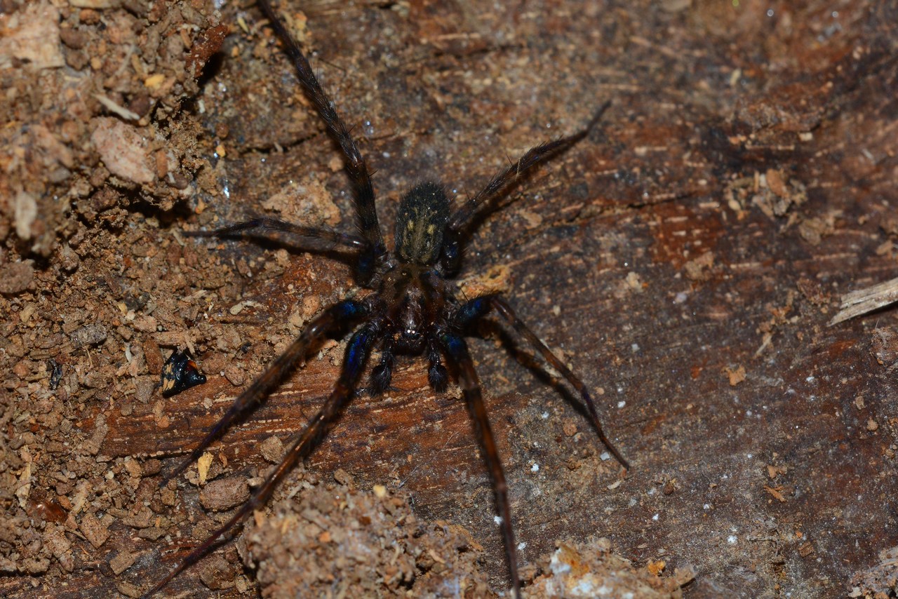 Tegenaria femoralis Tegenaria femoralis